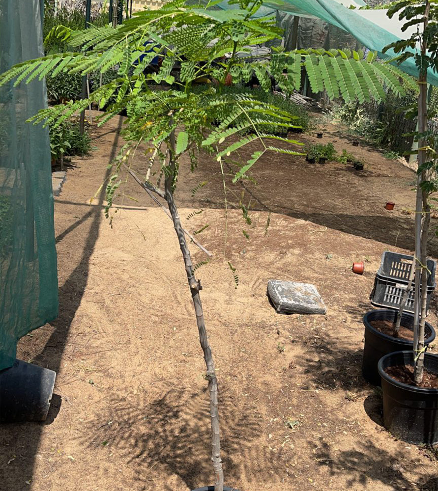 Delonix regia, Flame Tree or Royal Poinciana