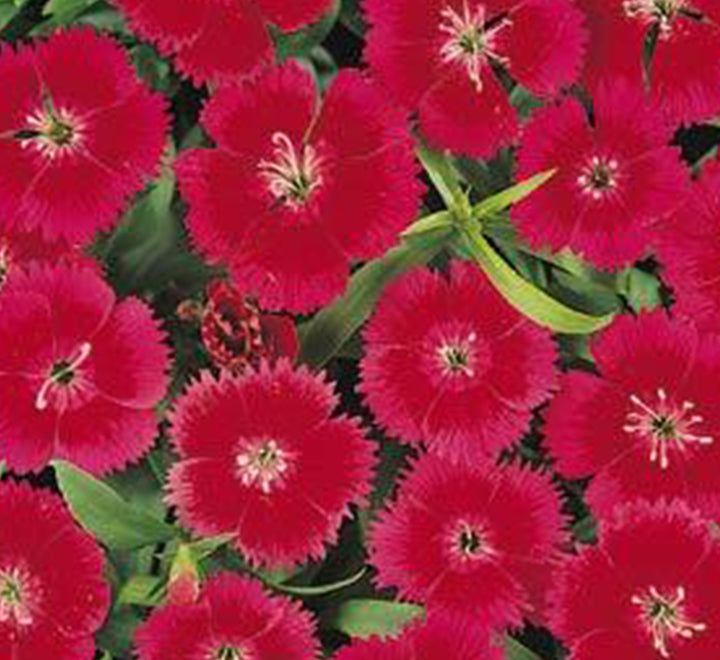 Dianthus Caryophyllus “Carnation or Clove Mix”