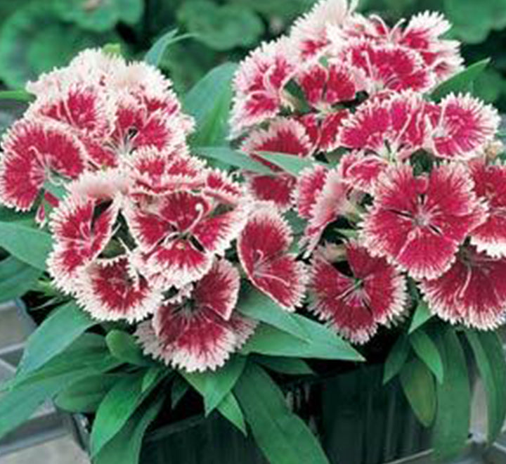 Dianthus Caryophyllus “Carnation or Clove Mix”