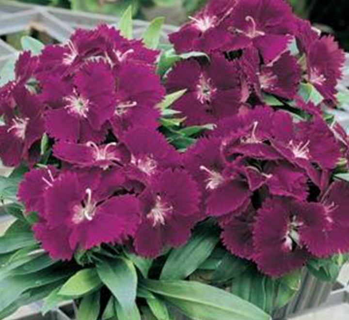 Dianthus Caryophyllus “Carnation or Clove Mix”