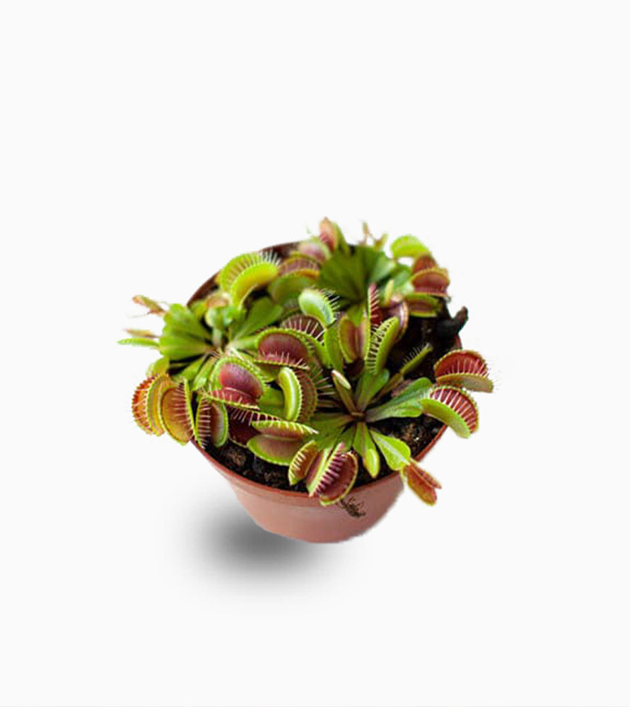 Dionaea muscipula or Venus Flytrap
