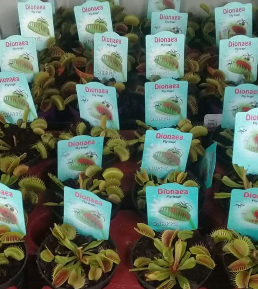 Dionaea muscipula or Venus Flytrap