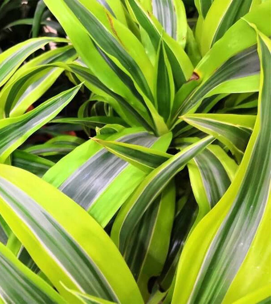 Dracaena Fragrans