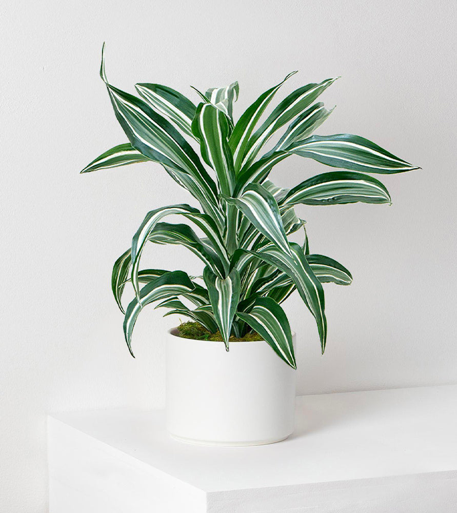 Dracaena Fragrans