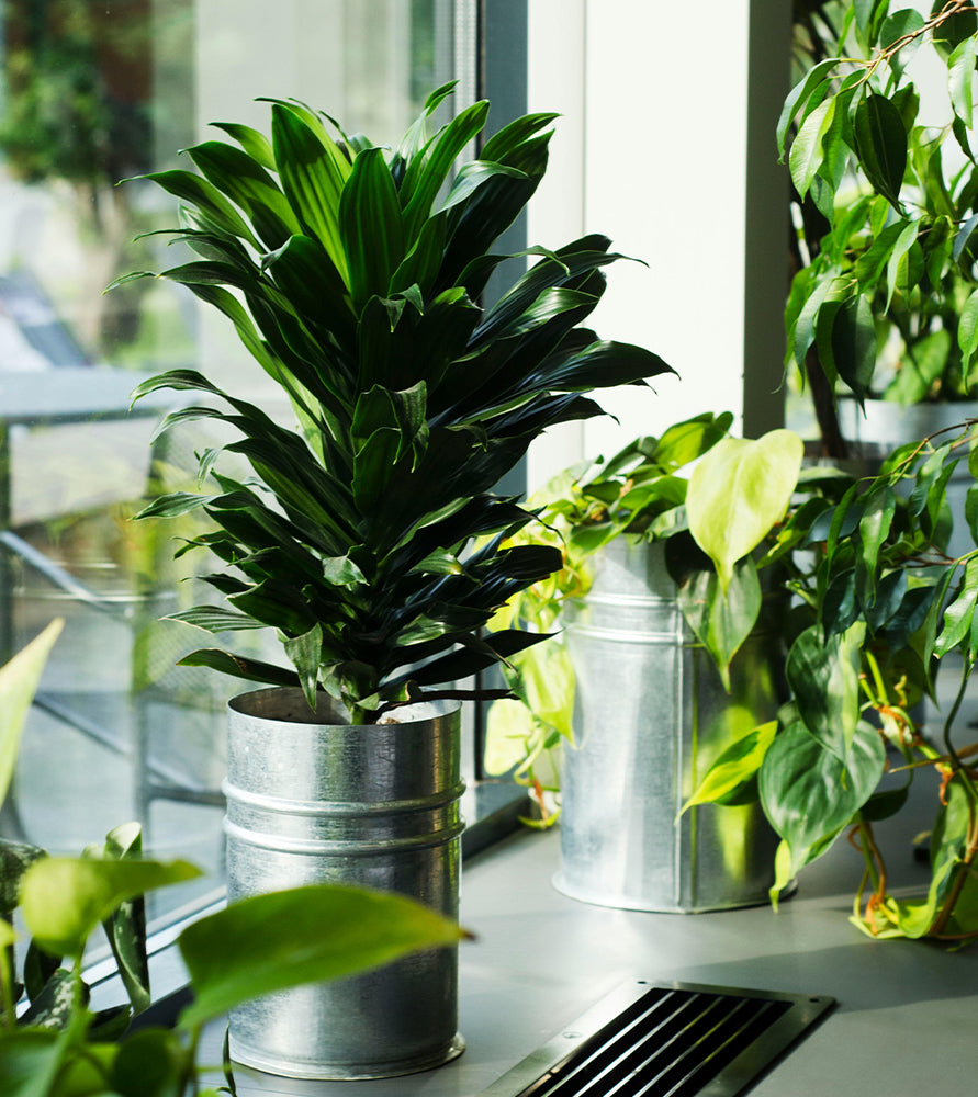 Dracaena Fragrans