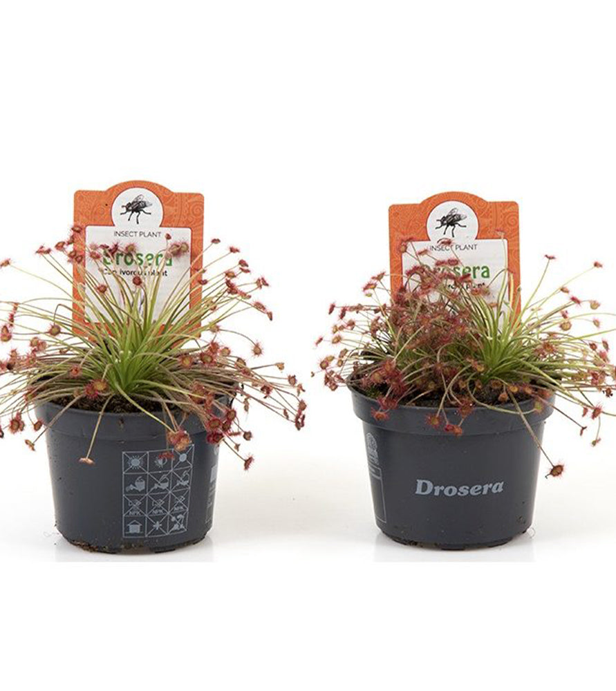 Drosera paradoxa or petiolaris-complex 10cm