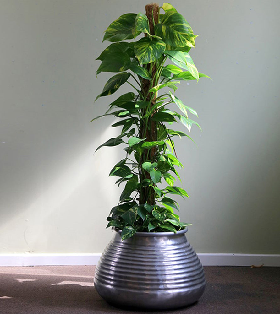 Epipremnum aureum or Money Plant كرمة المال