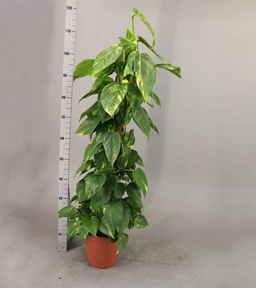Epipremnum aureum or Money Plant كرمة المال