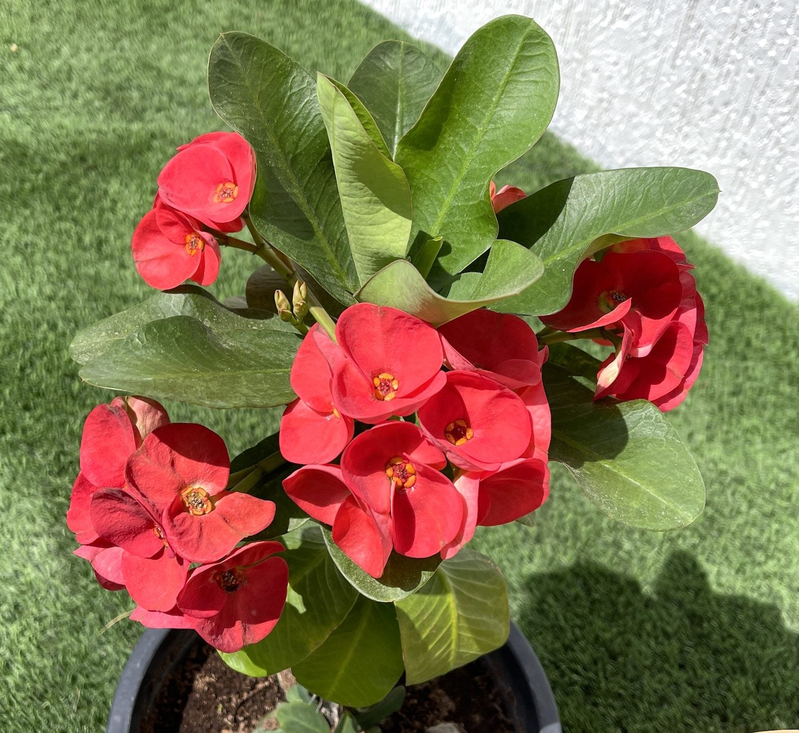 Euphorbia Holland or Crown Of Thorns (Thai) 20-30cm