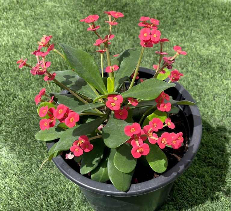 Euphorbia millii Or Crown of Thorns 25 – 35cm