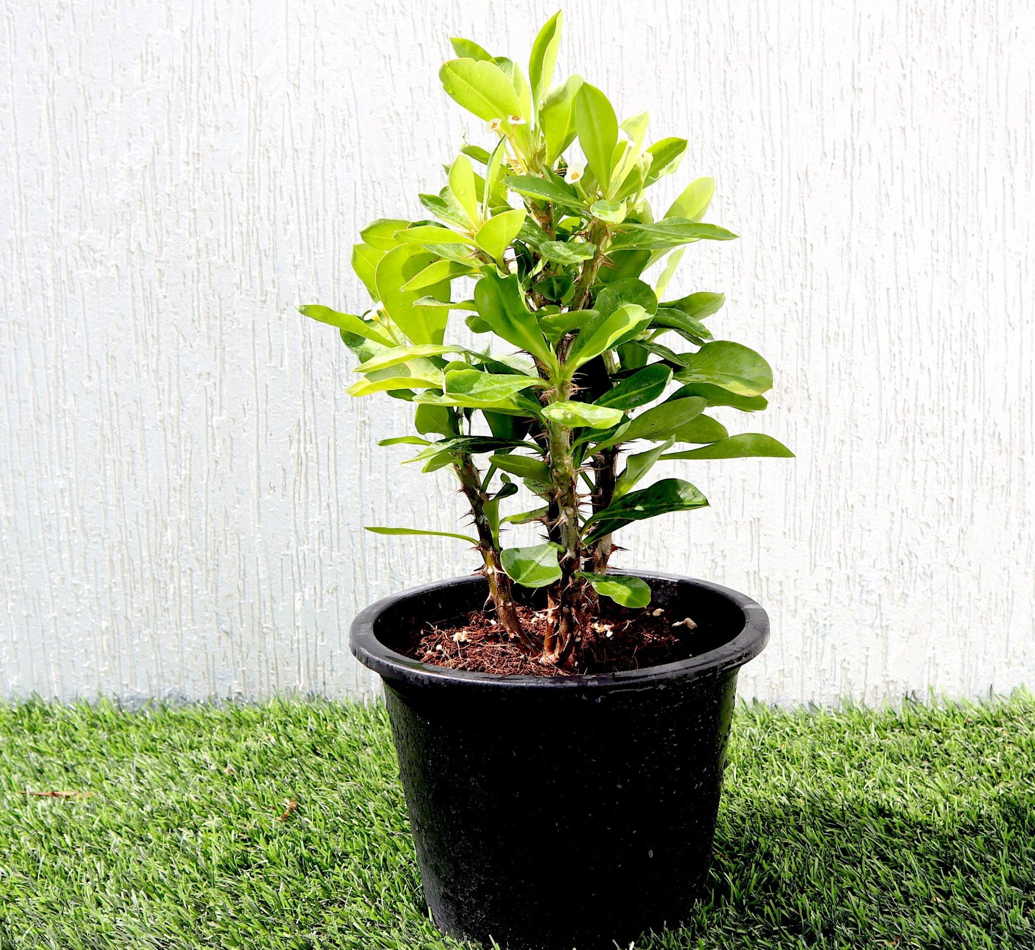 Euphorbia Millii White “Crown of Thorns” 0.25-0.35m