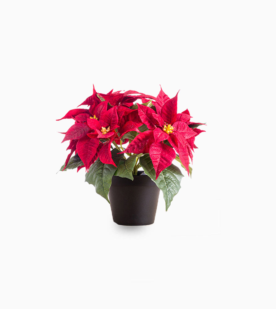 Euphorbia pulcherrima (Titan Red) Or Poinsettia 30-40cm