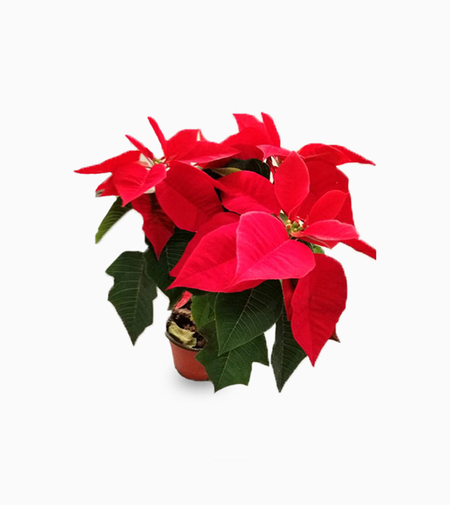 Euphorbia pulcherrima (Titan Red) Or Poinsettia 30-40cm