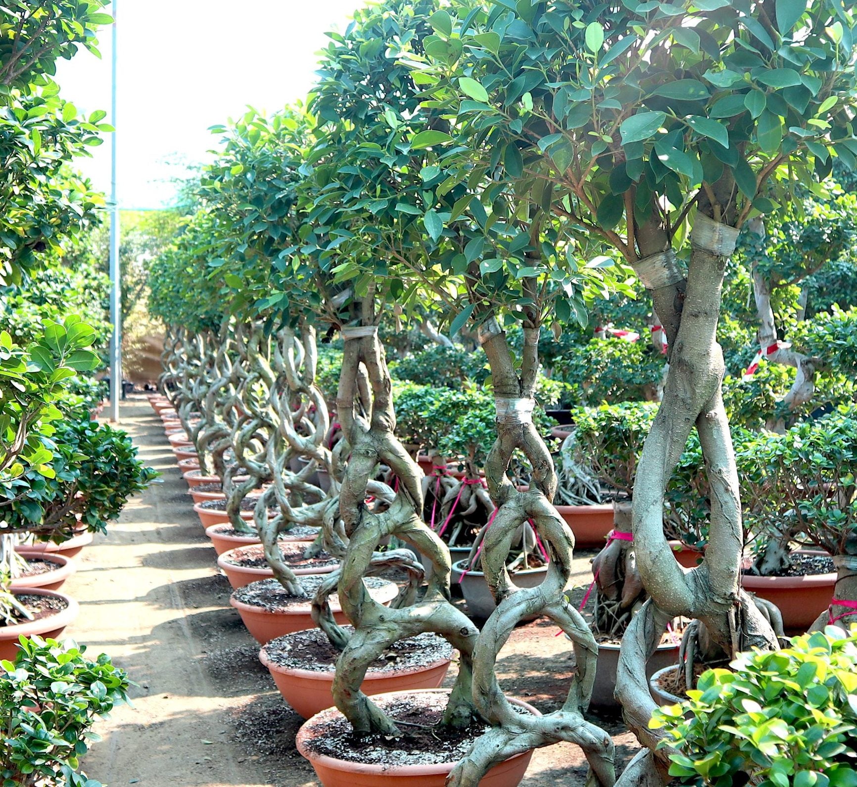 Ficus 8-Shape Nitida Bonsai | Ficus Nitida Bonsai 1.5-1.8m