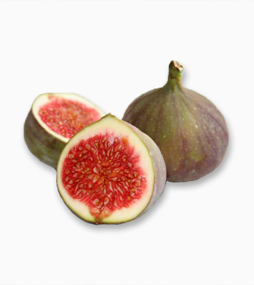 Ficus carica “Fig Tree” 1.0m – 1.7m شجرة التين