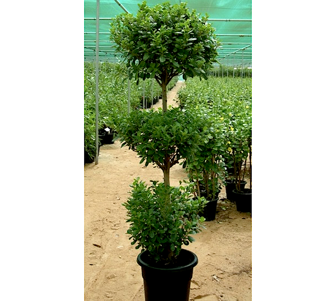 Ficus diversifolia “Three Heads”