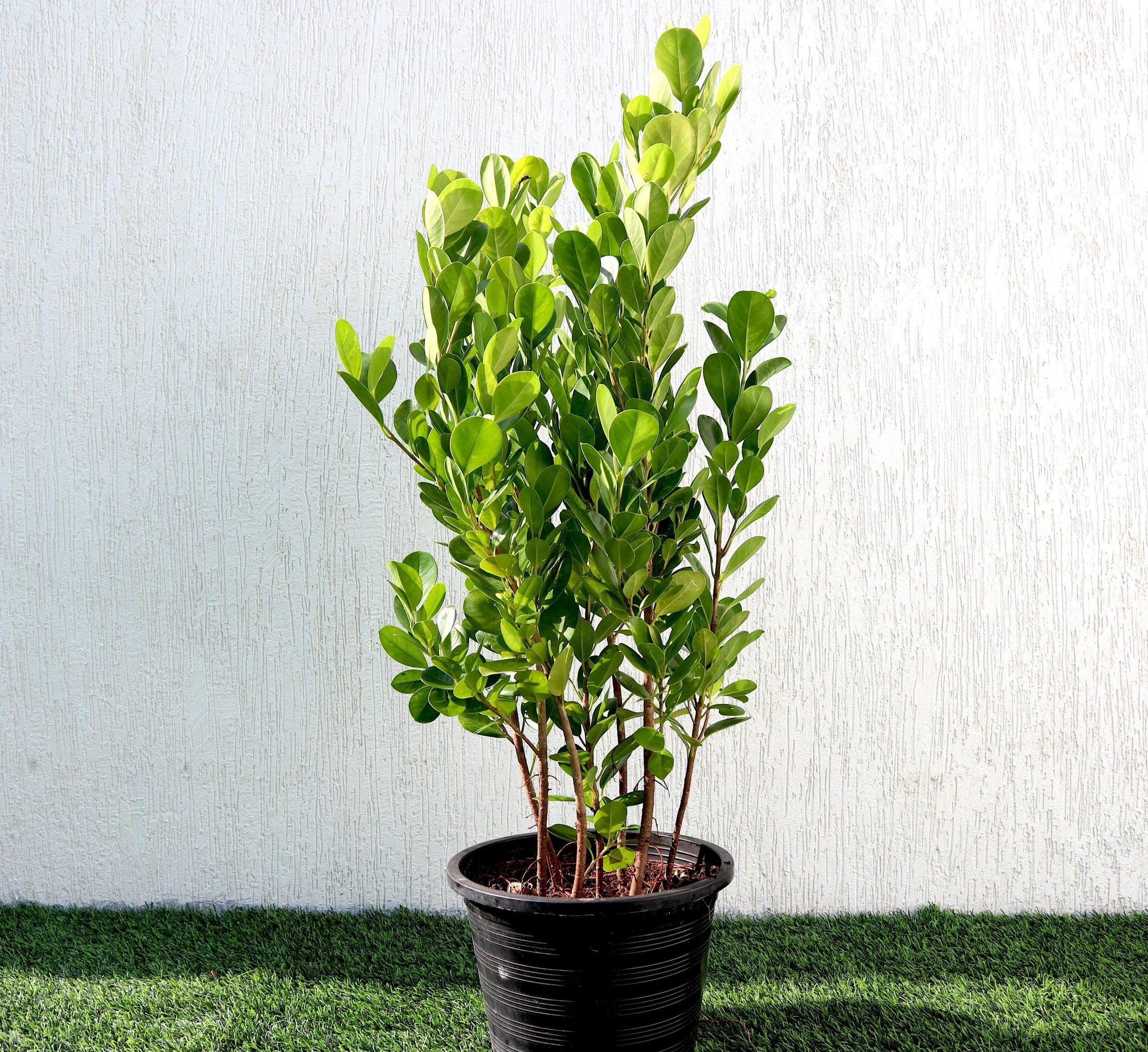 Ficus panda Evergreen Plant 40-50cm