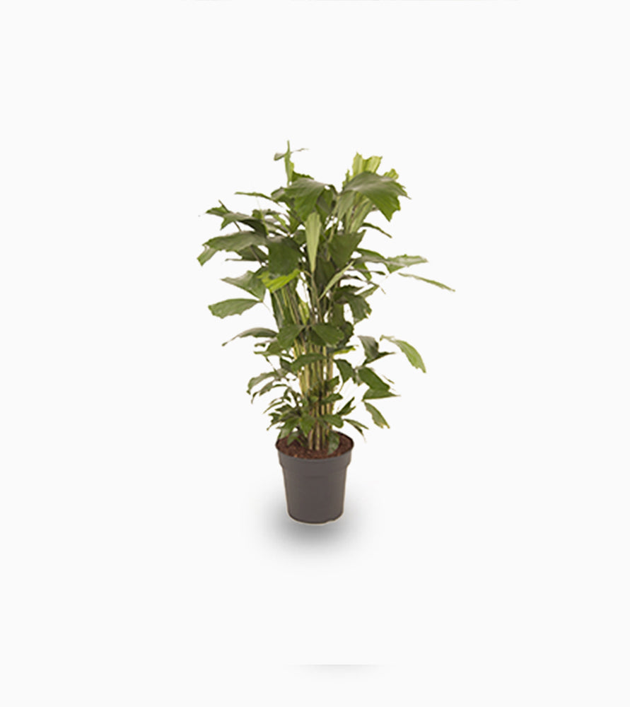 Fishtail palm 120 – 140cm