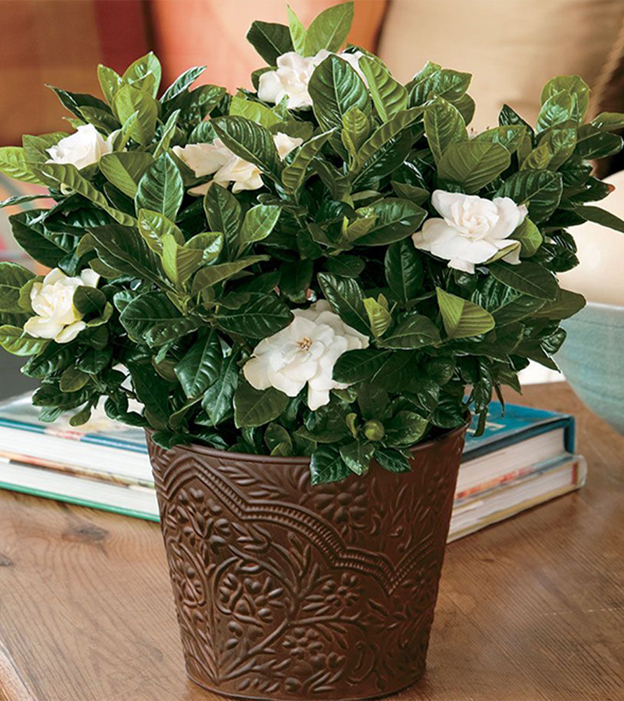 Gardenia jasminoides or Cape Jasmine كيب ياسمين