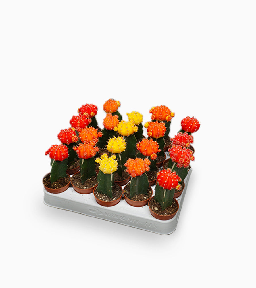 Gymnocalycium mix 10-15cm