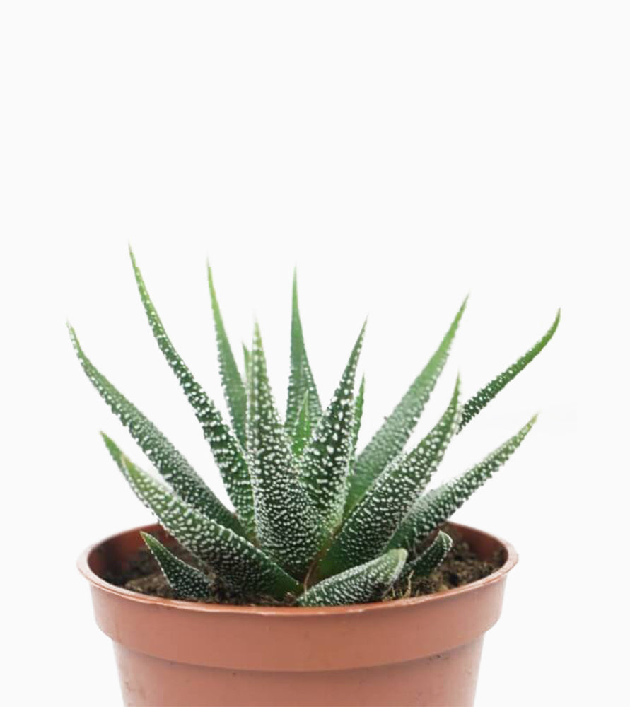 Haworthia fasciata or Zebra Cactus 10 – 15cm