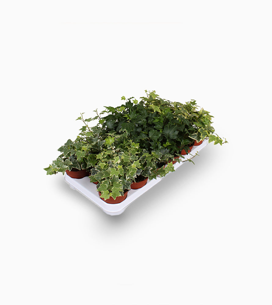 Hedera helix or English Ivy “Mixed Per Plant” 10-15cm