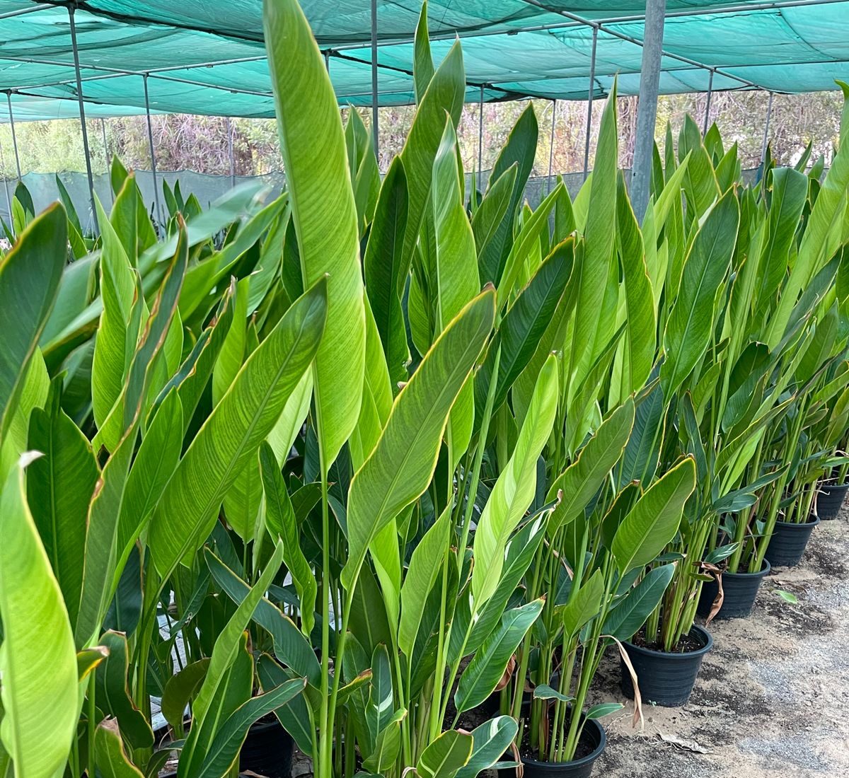 Heliconia Psittacorum “Parrot’s beak / Parakeet flower”