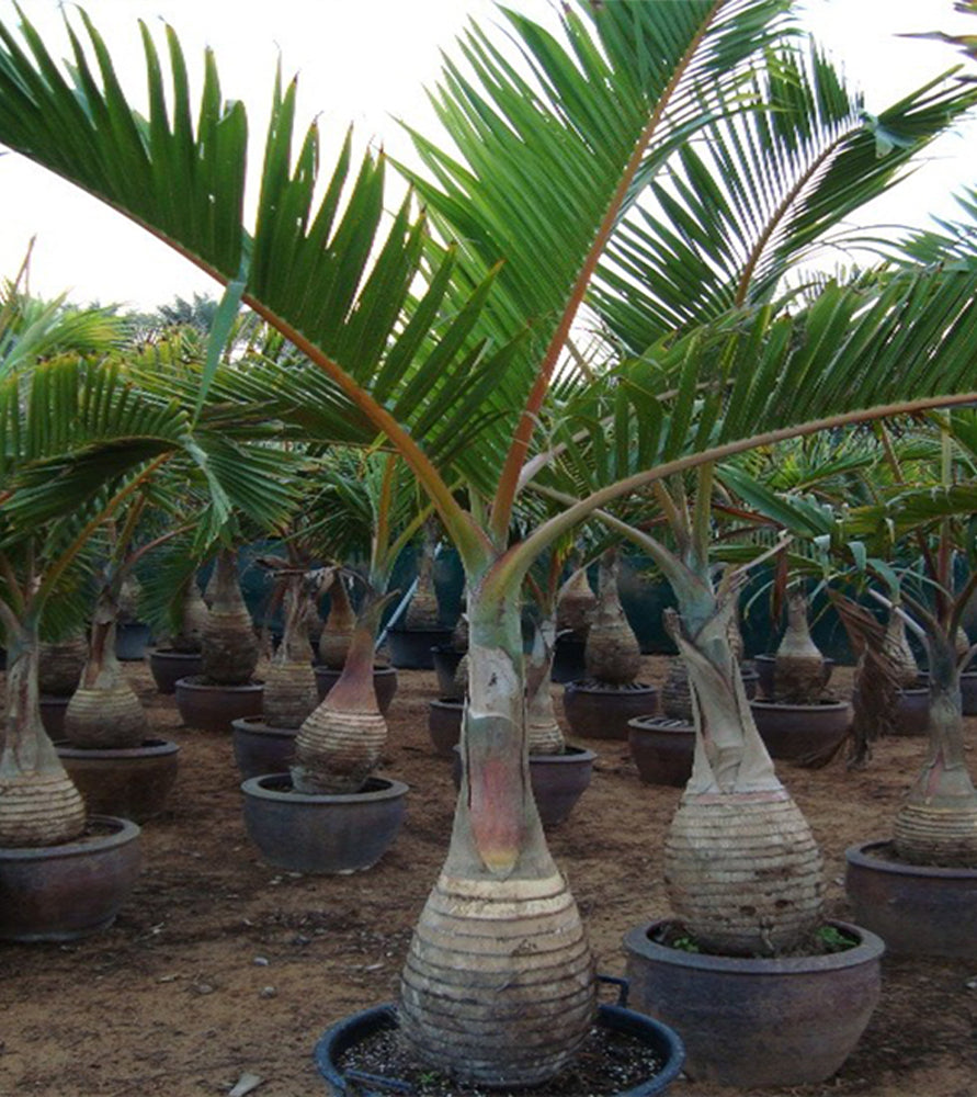 Hyophorbe lagenicaulis “Bottle Palm” (1.8 to 2.0m)