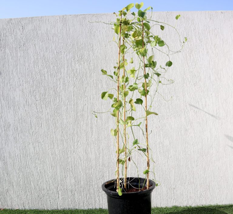 Ipomoea pes-caprae, Railroad Vine or Railway Creeper