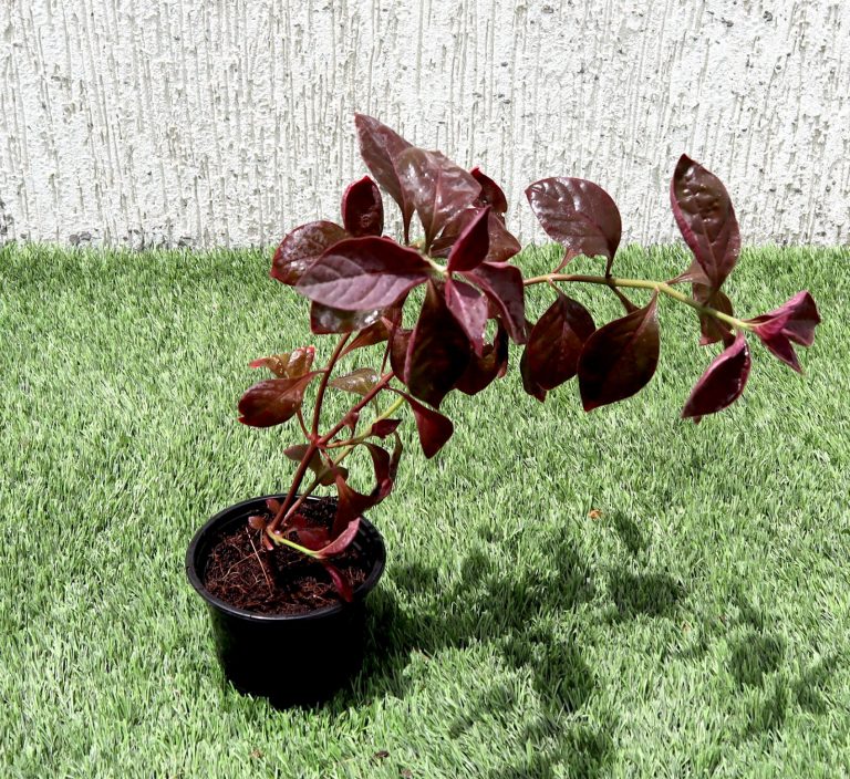 Iresine lindenii “Bloodleaf Iresine lindenii” 10 – 15cm