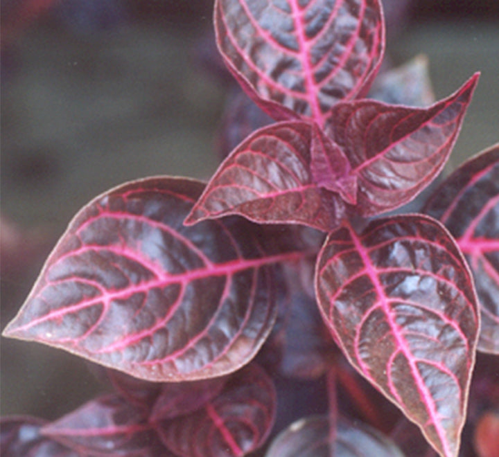 Iresine lindenii “Bloodleaf Iresine lindenii” 10 – 15cm