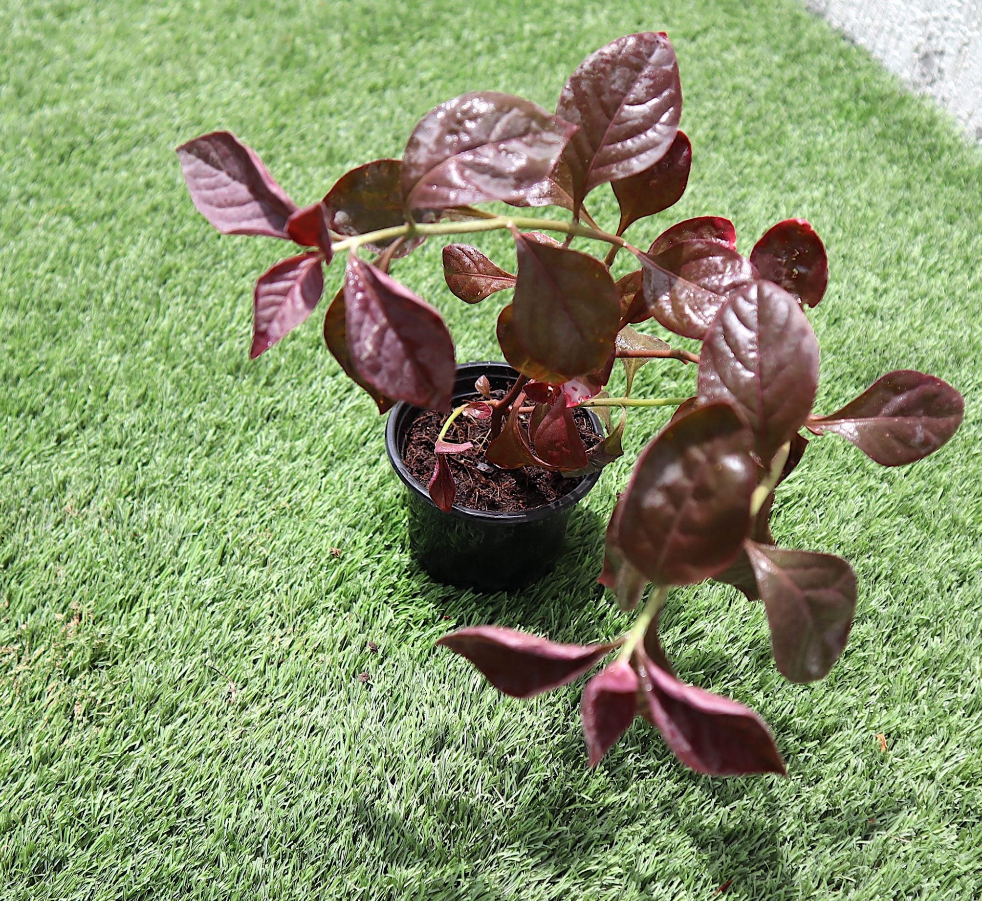 Iresine lindenii “Bloodleaf Iresine lindenii” 10 – 15cm