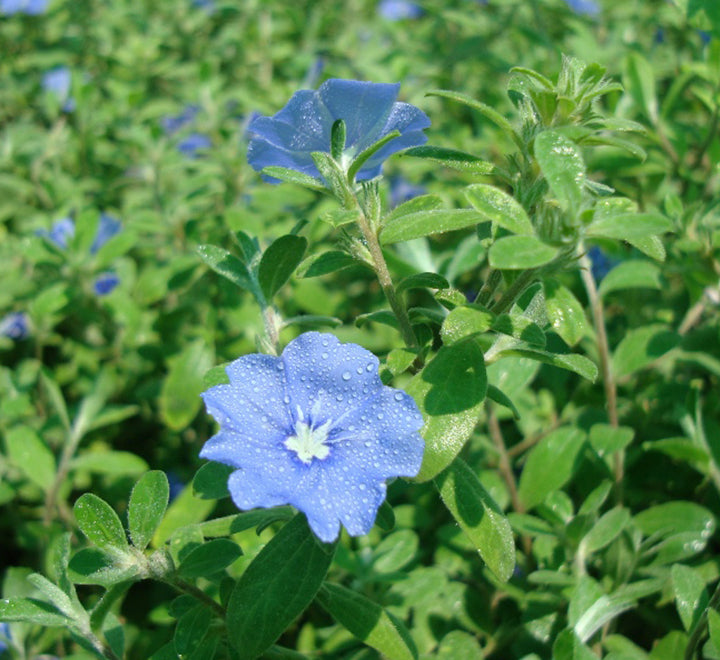 Jacquemontia pentantha “Sky Blue Cluster Vine”