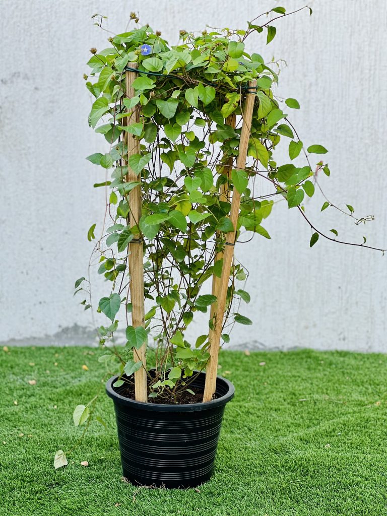 Jacquemontia pentantha “Sky Blue Cluster Vine”