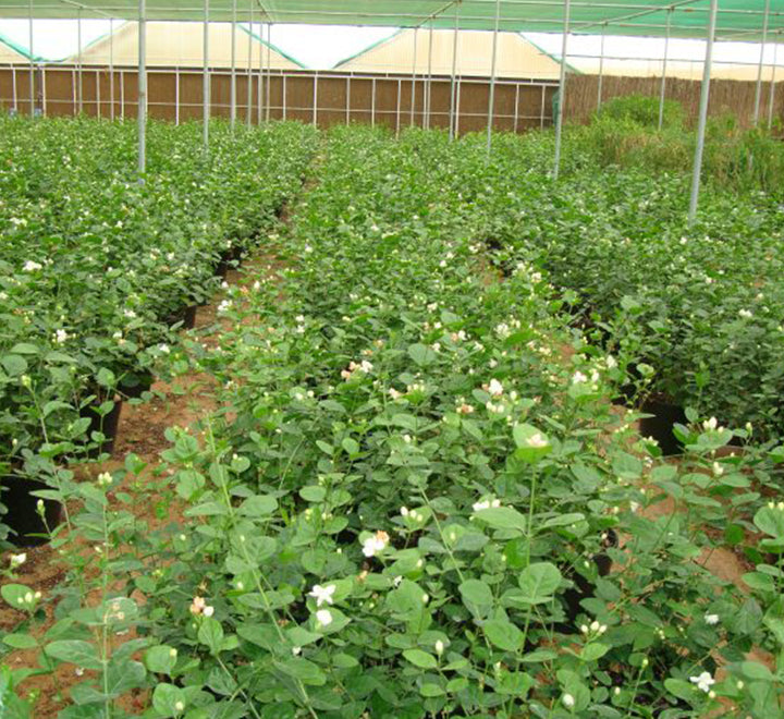 Jasminum sambac “The Arabian Jasmine”