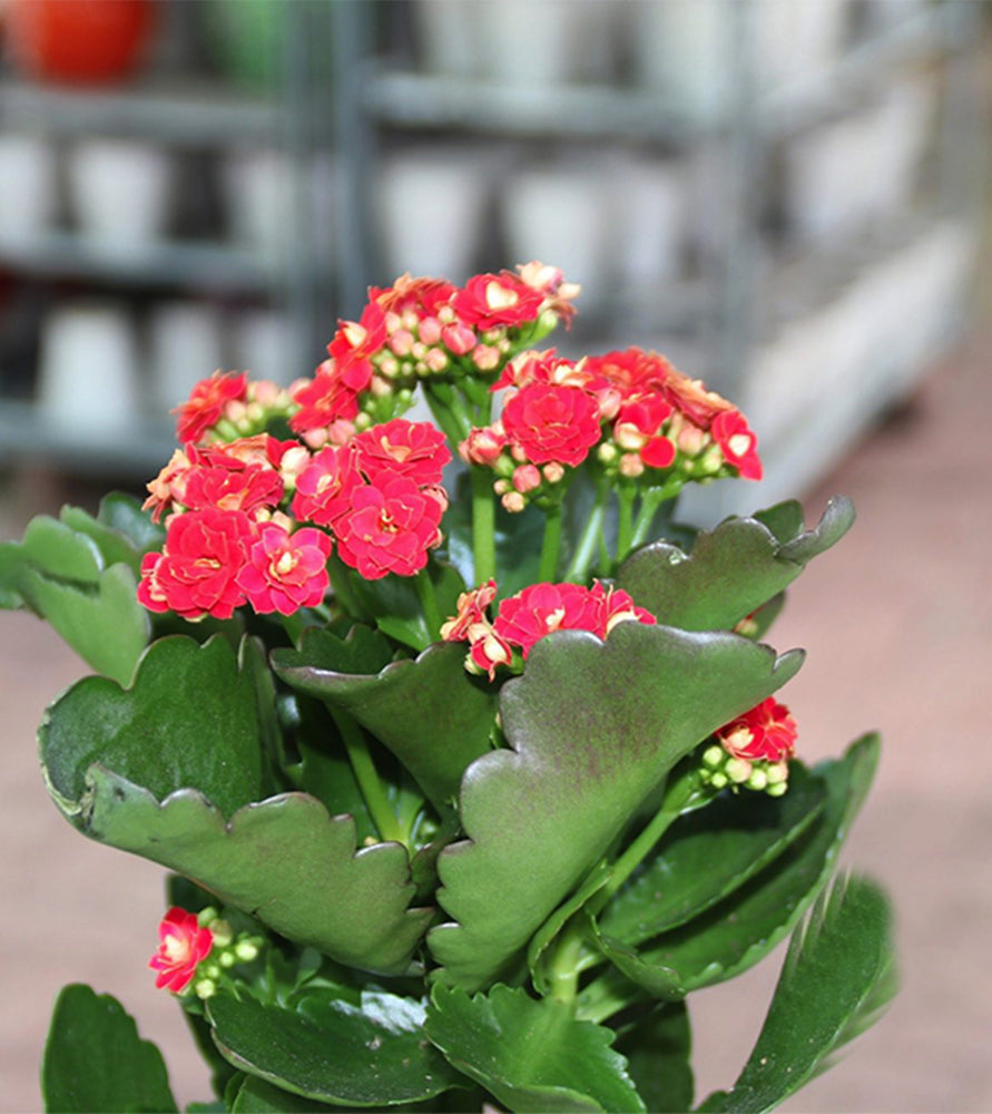 Kalanchoe blossfeldiana or Flaming Katy