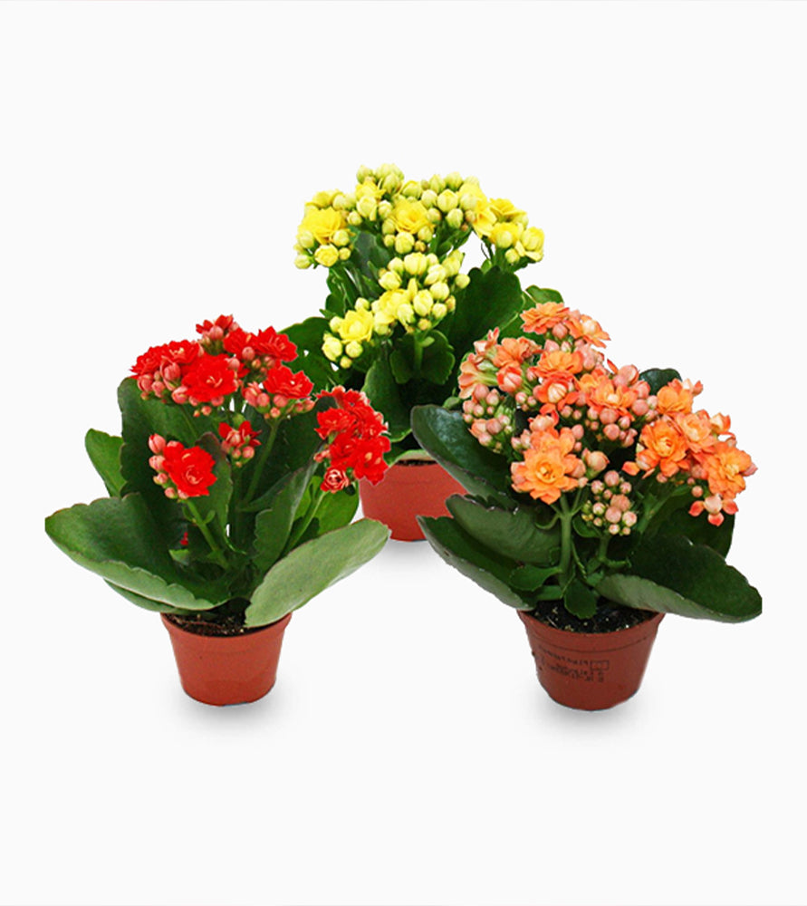 Kalanchoe blossfeldiana or Flaming Katy