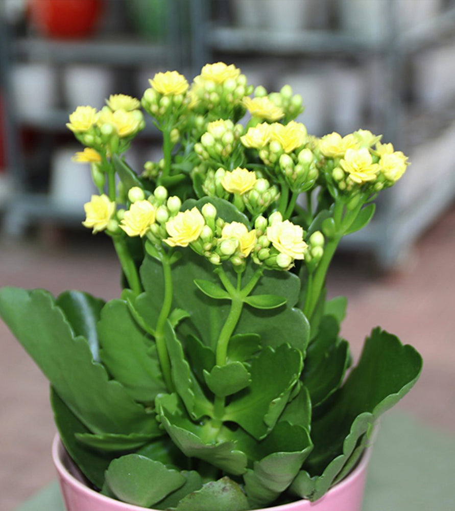 Kalanchoe blossfeldiana or Flaming Katy