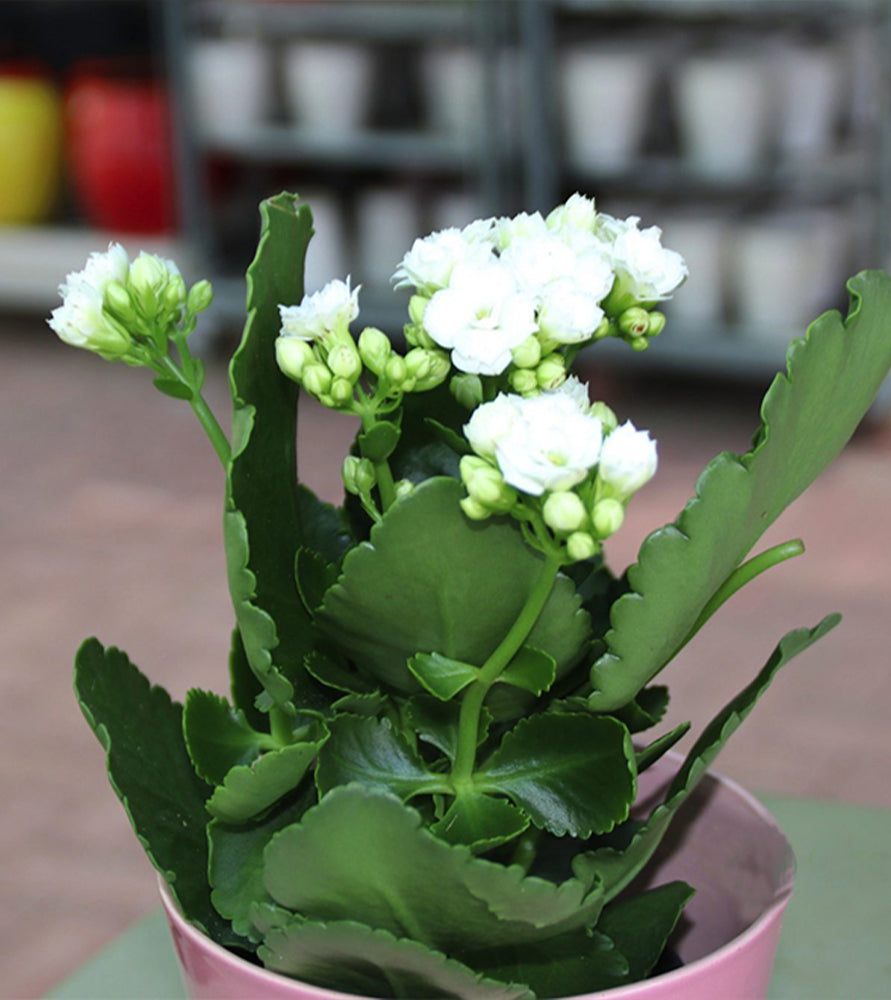 Kalanchoe blossfeldiana or Flaming Katy
