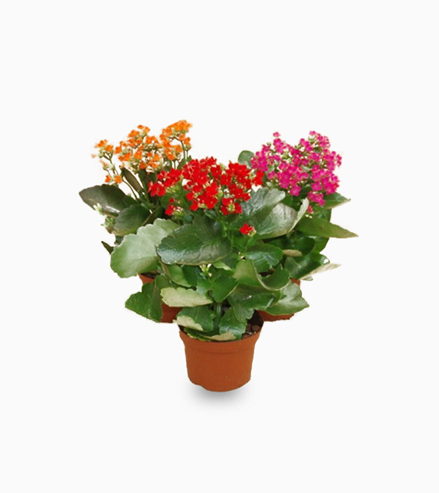 Kalanchoe blossifeldiana (Indoor)