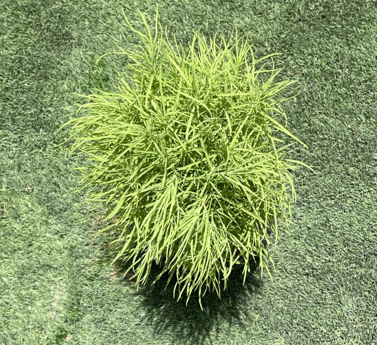 Kochia “summer cypress” 35-50 cm