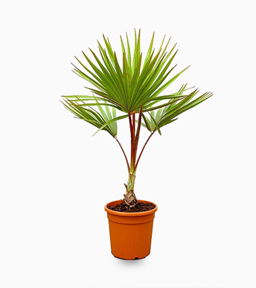 Latania lontaroides or Red Latan Palm