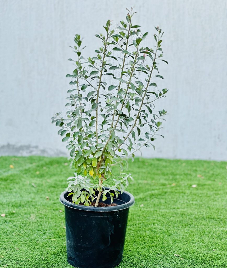 Leucophyllum frutescens “Texas Sage”