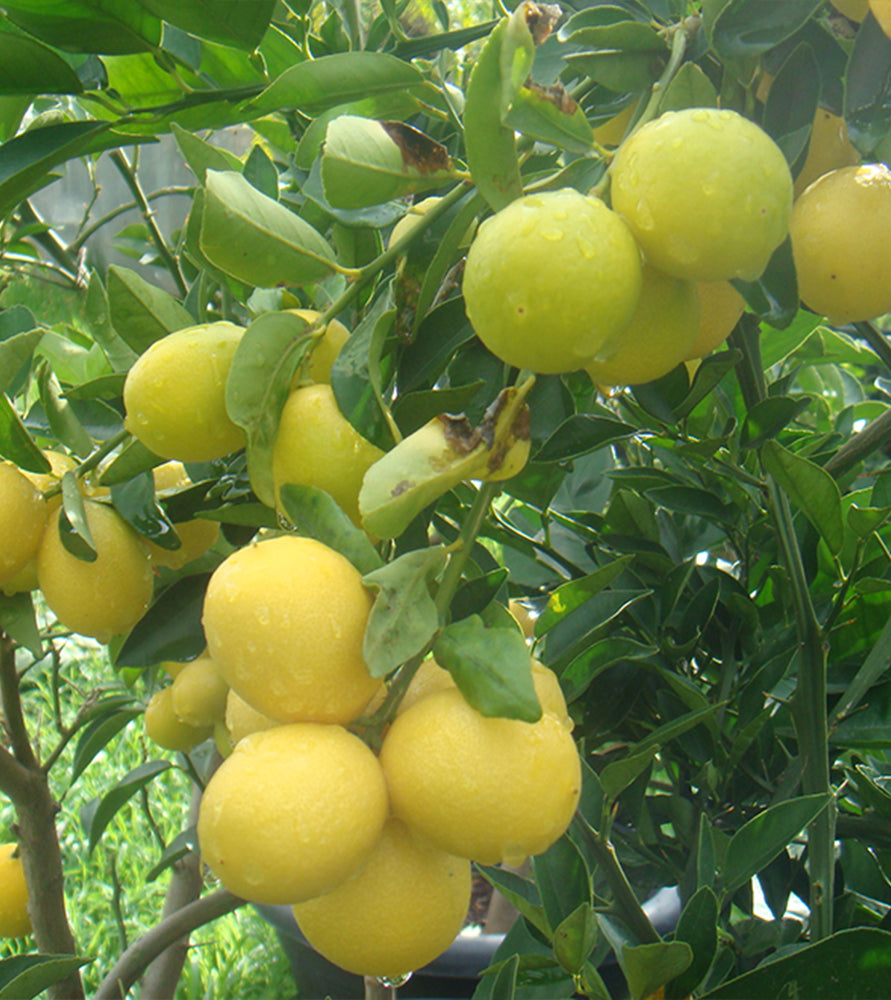 Lime ‘Binzaheer