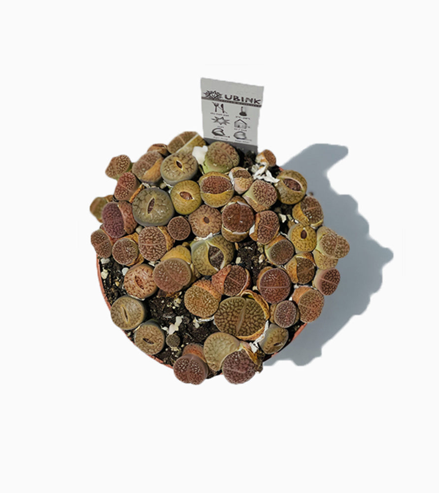 Lithops or Living Stones 8-12cm