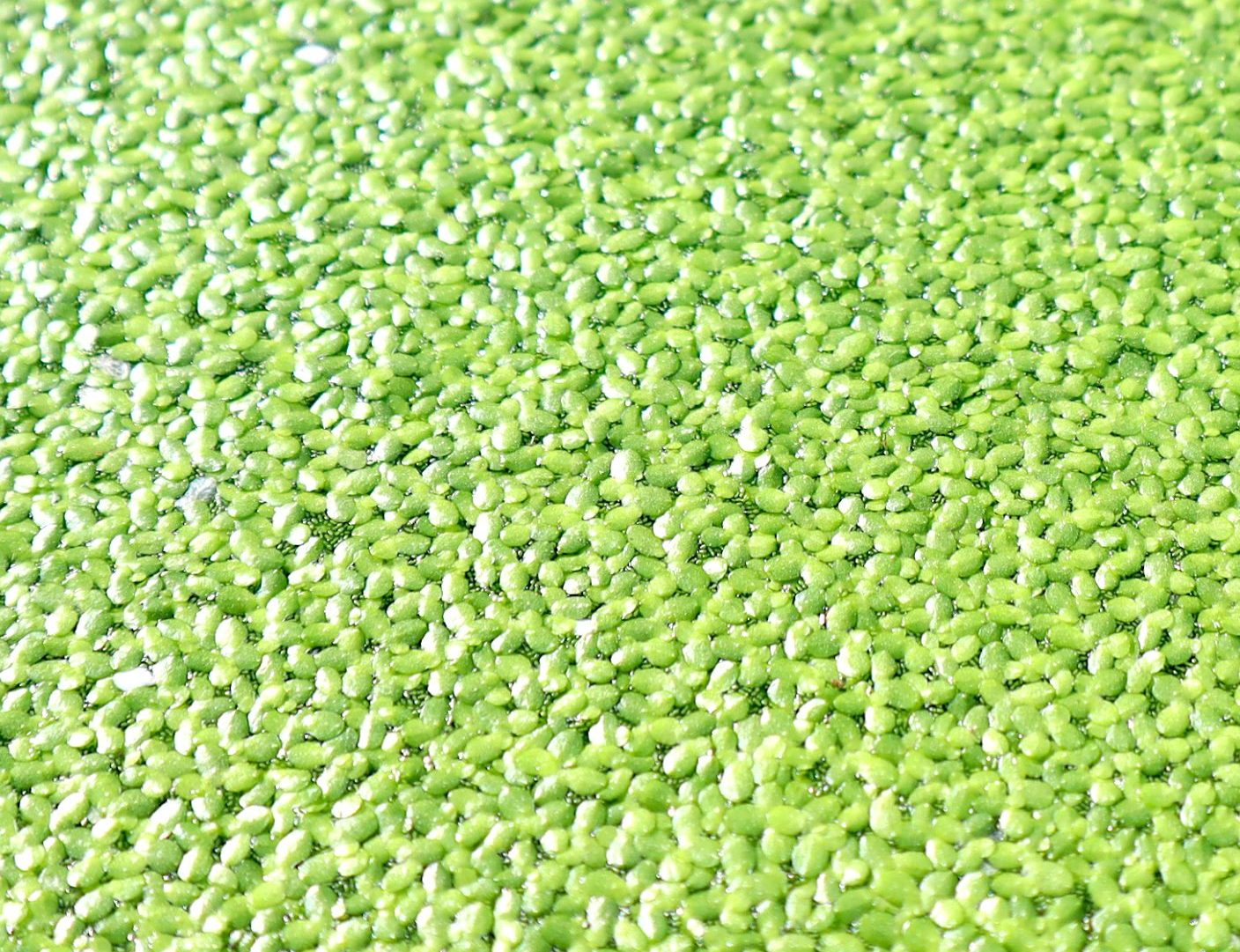 Live Floating Duckweeds “Lemna Minor”