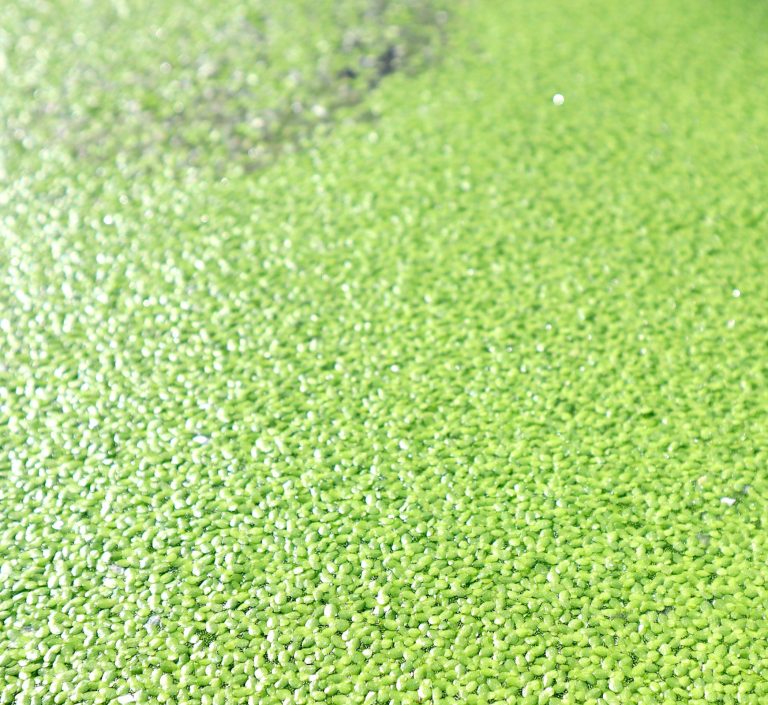 Live Floating Duckweeds “Lemna Minor”