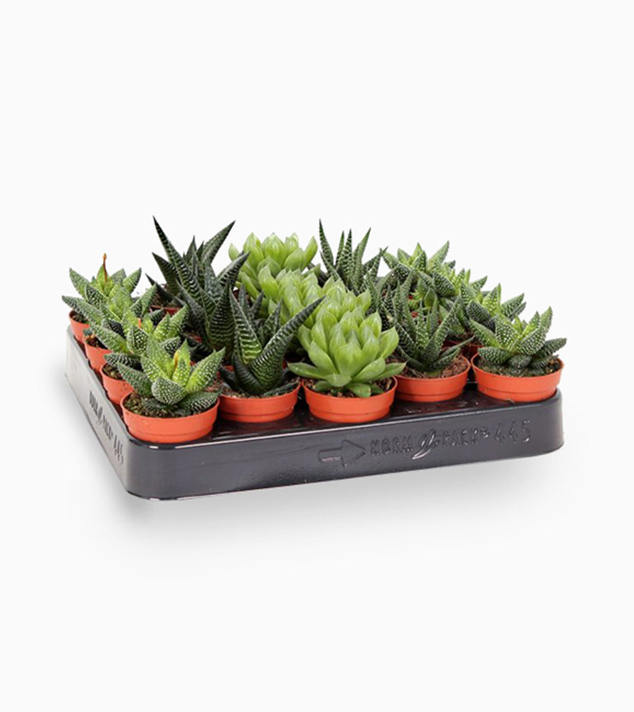 Mini succulents Haworthia 4-6cm per piece