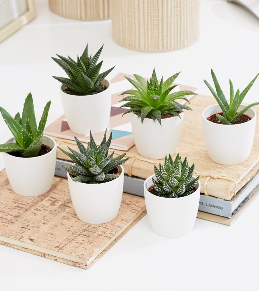 Mini succulents Haworthia 4-6cm per piece