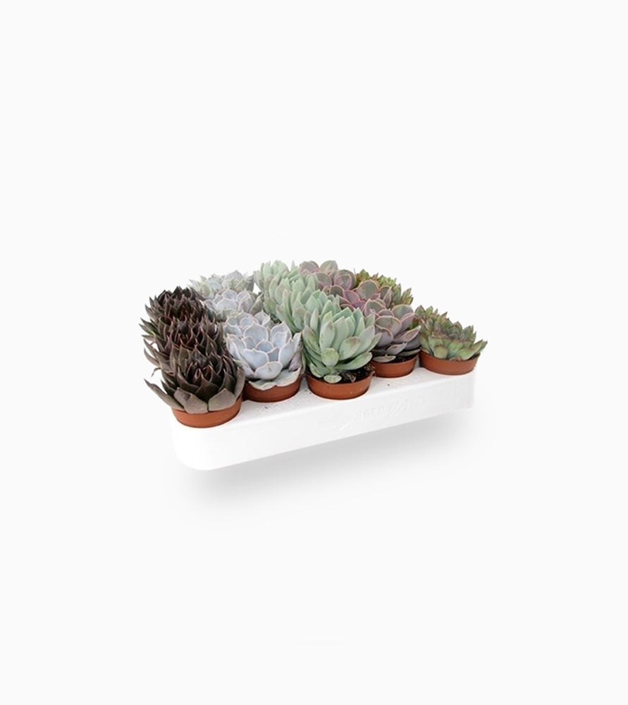 Mini succulents “Mix”
